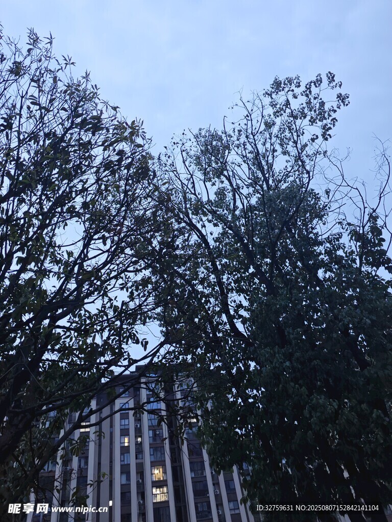 透过树木看高楼景象