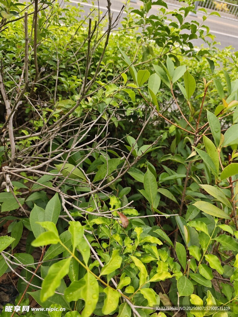 路边翠绿繁茂的植物