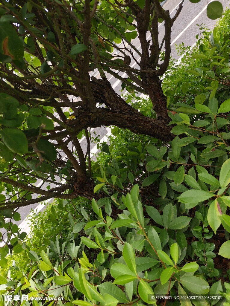 翠绿繁茂的灌木枝叶