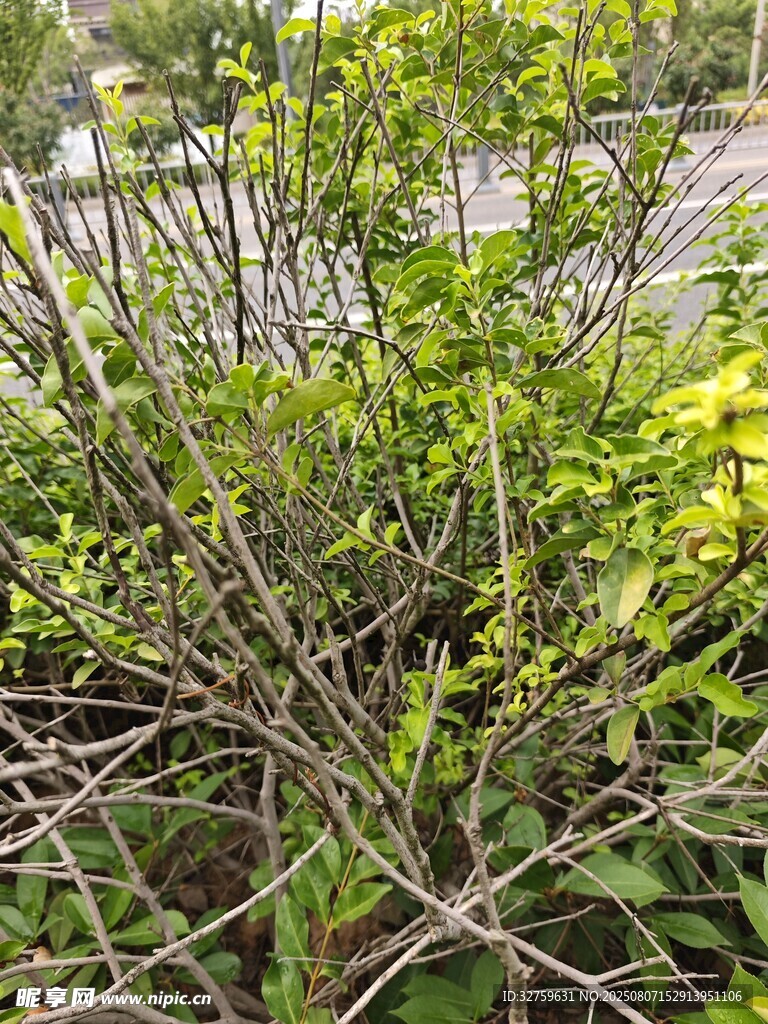 繁茂绿植
