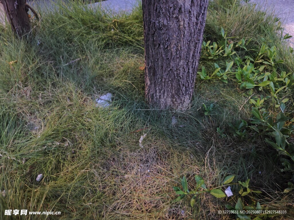 树下草地景象
