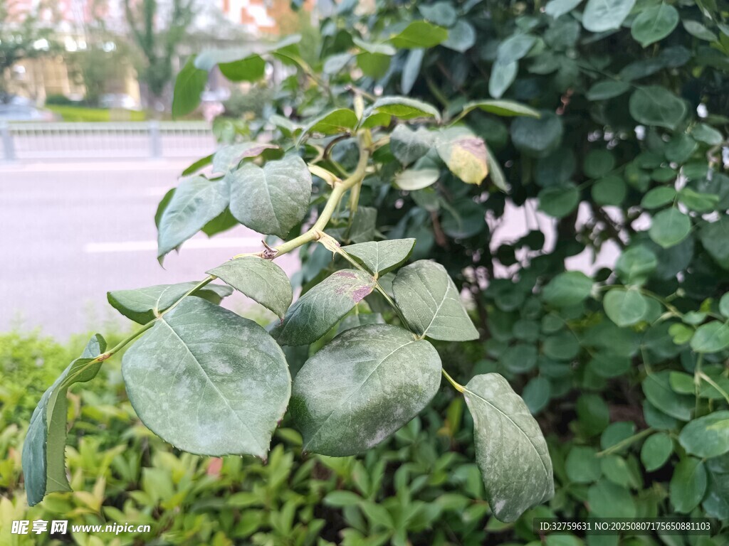 绿叶上的白色植物果实
