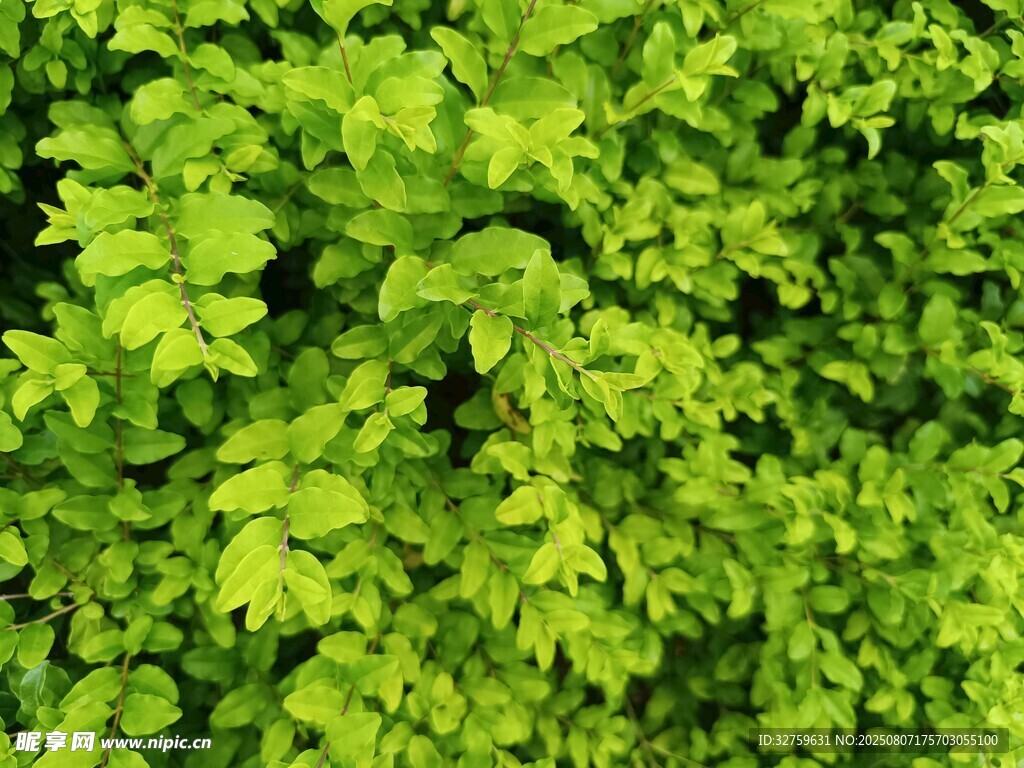 翠绿繁茂的清新植物叶片