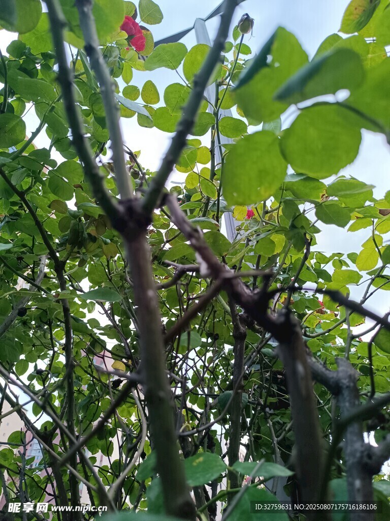 藤蔓植物的繁茂景象
