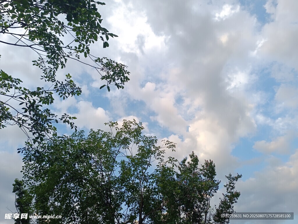 树梢间的蓝天白云美景