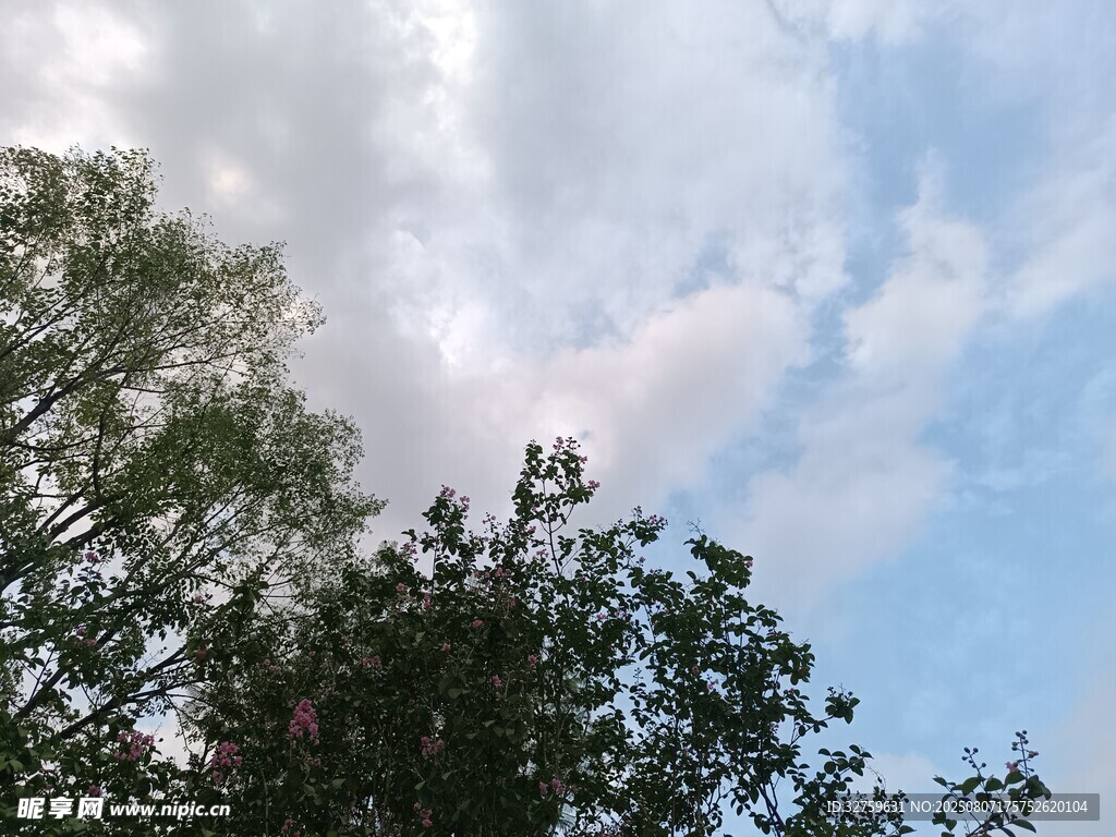 树梢之上的蓝天白云