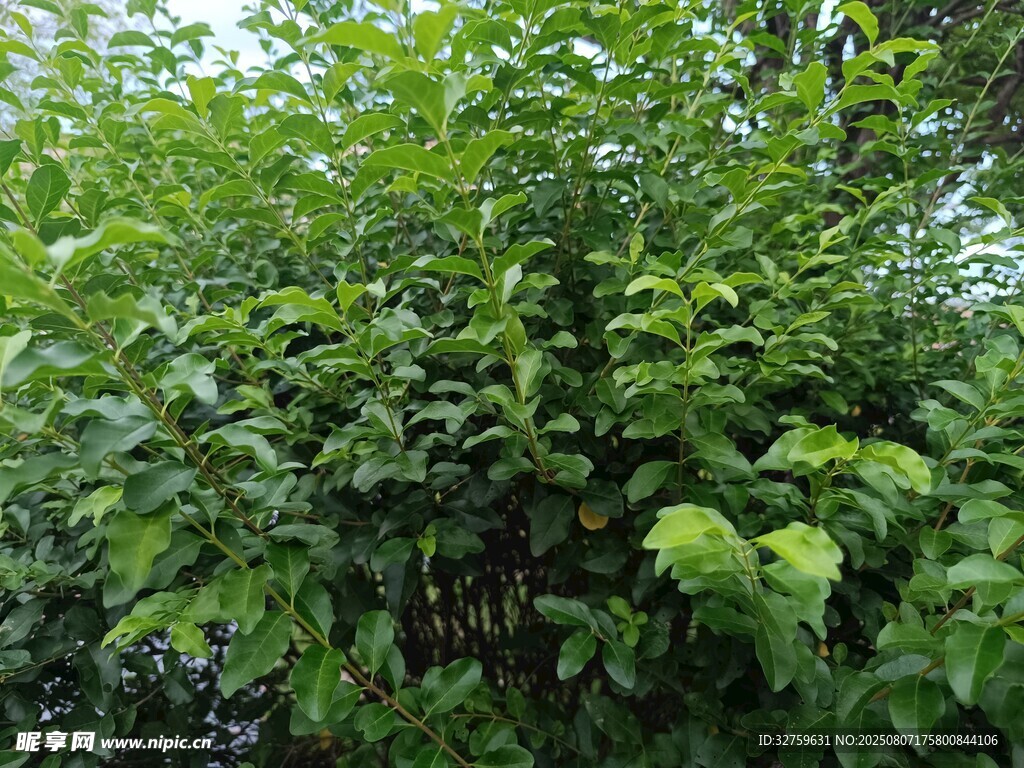 繁茂绿植