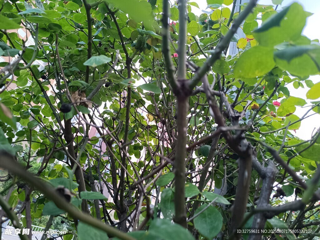 绿叶间的繁茂植物景象