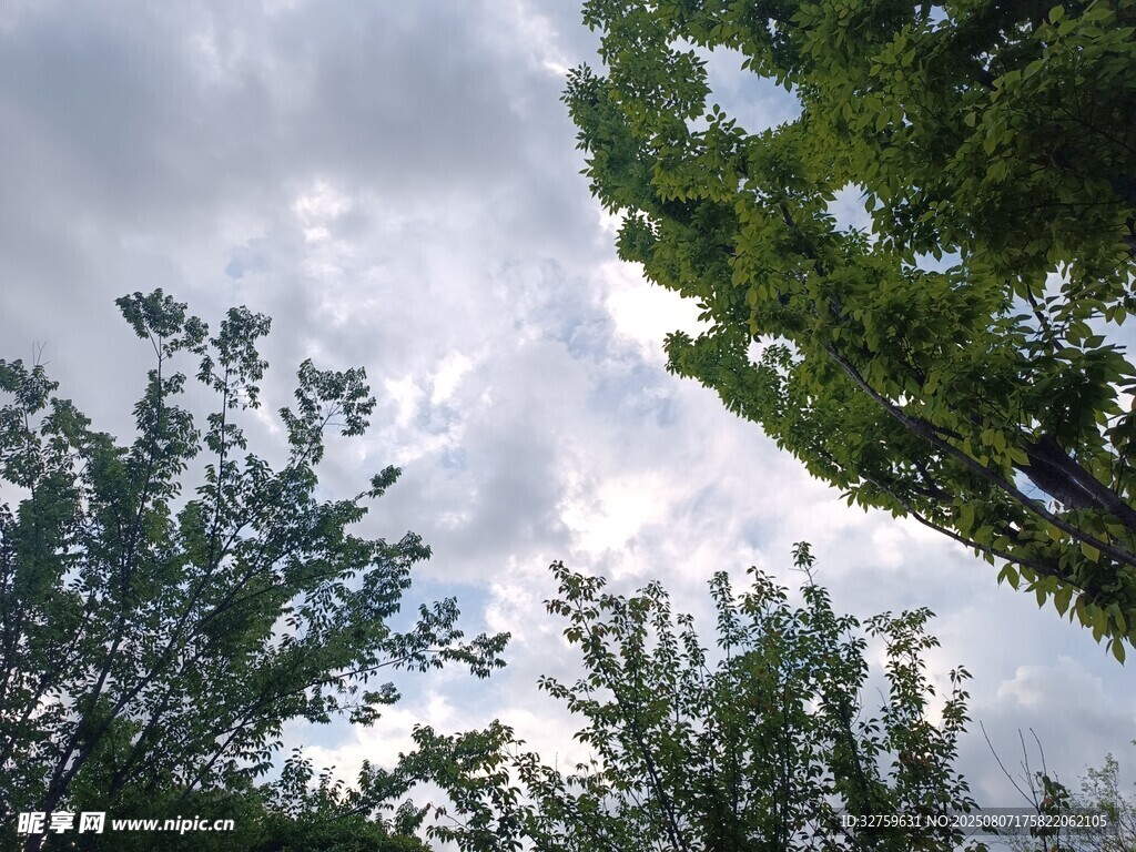 仰视绿树与天空