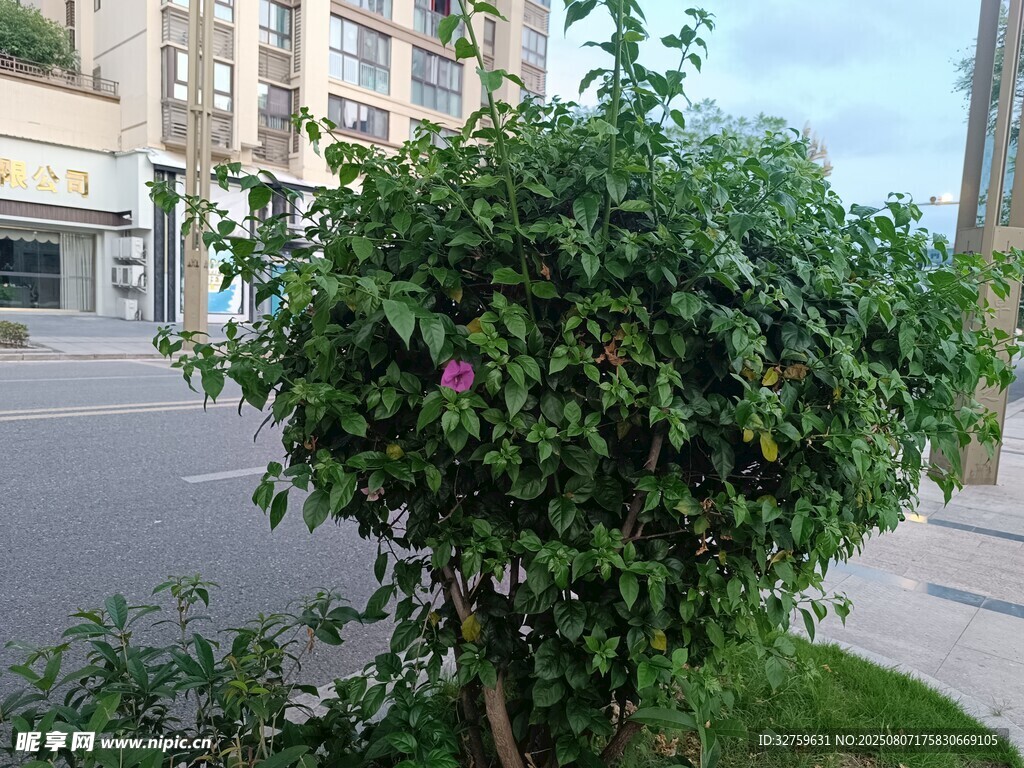 街道旁的繁茂绿植