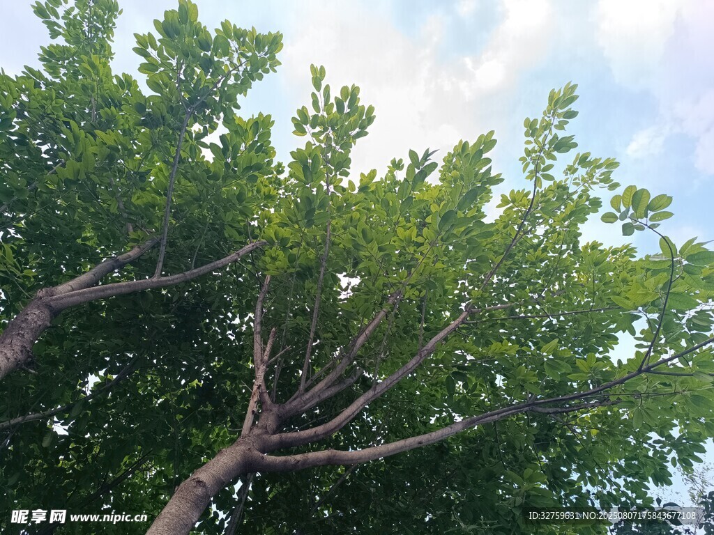 仰视葱郁树木枝叶景观