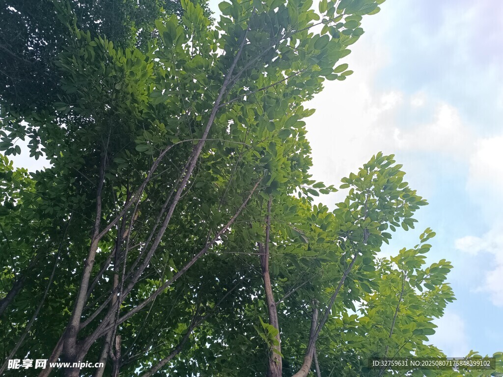 夏日林间树梢
