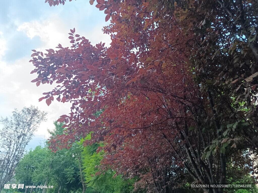 秋日红叶树景