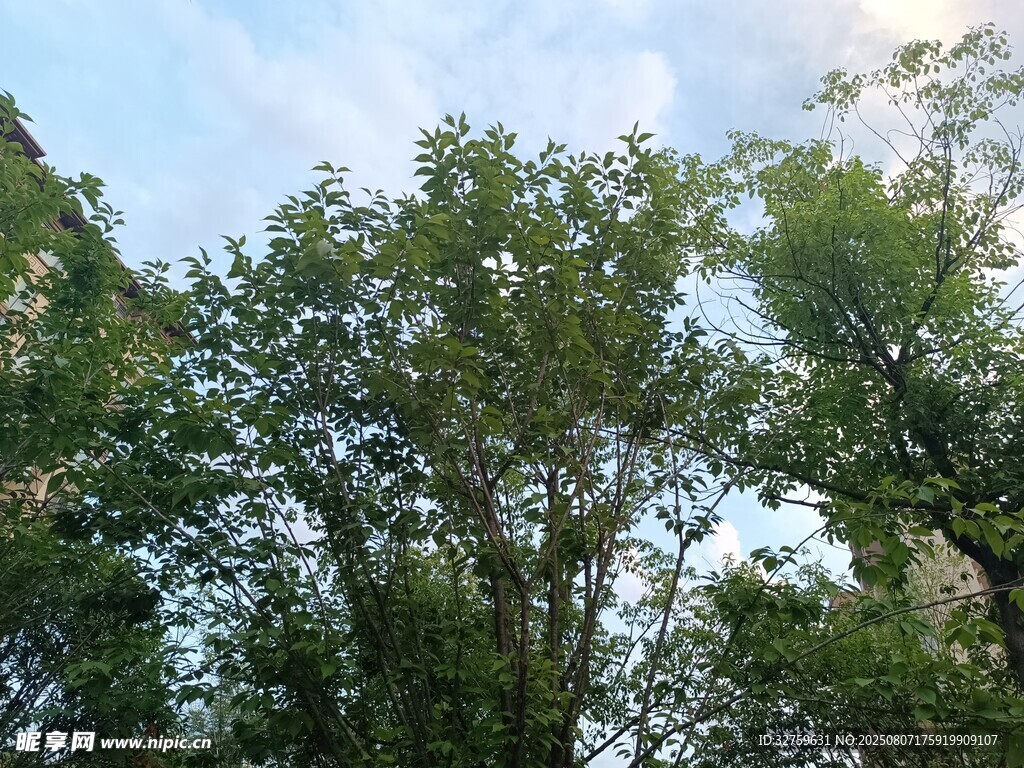 繁茂树林中的蓝天一角