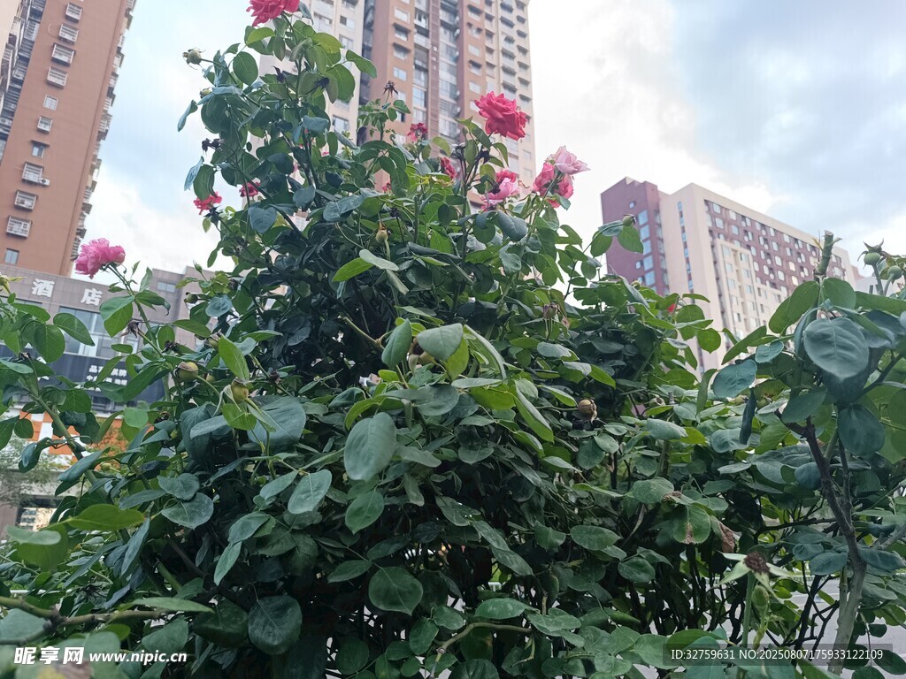 城市中盛开的繁茂月季花