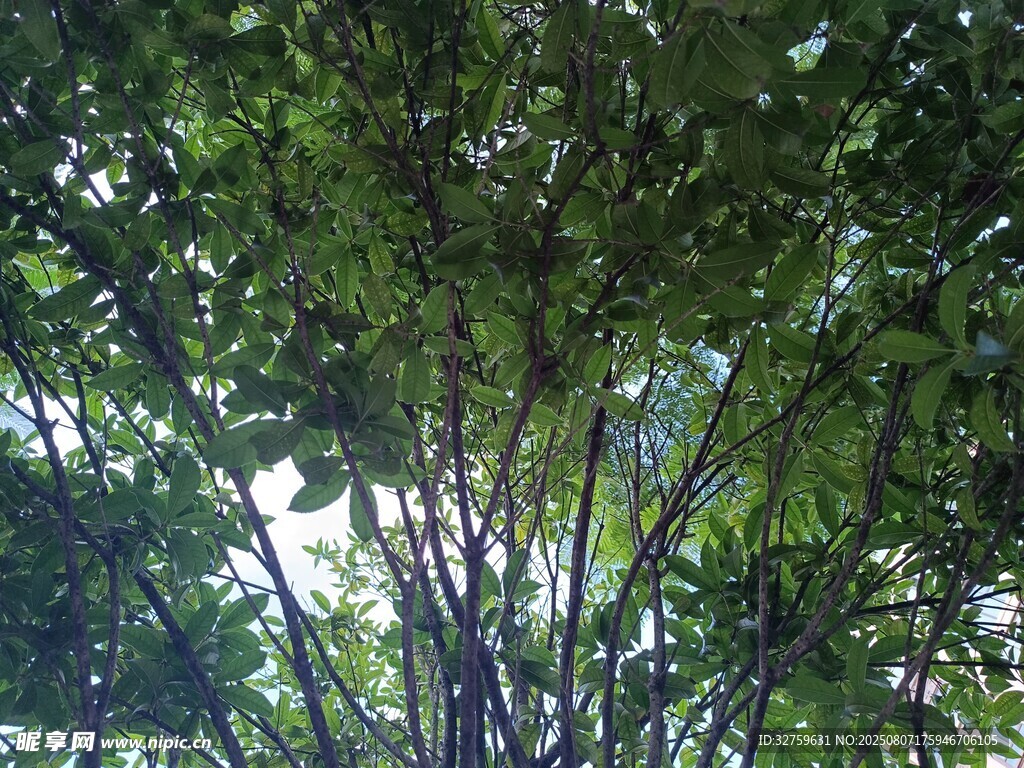 仰视茂密枝叶