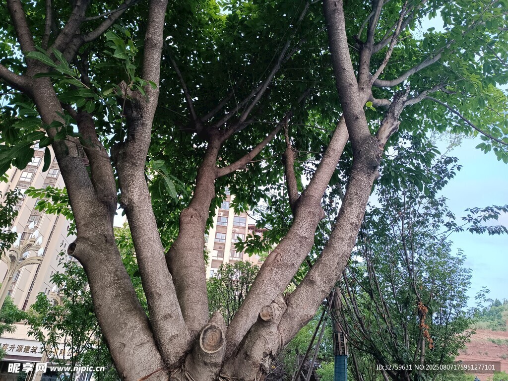 粗壮树干与繁茂枝叶的树