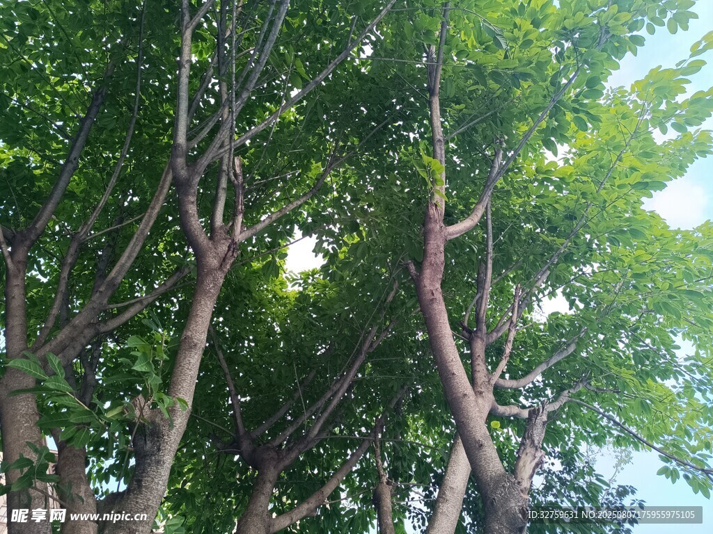 茂密树林中的交错树干