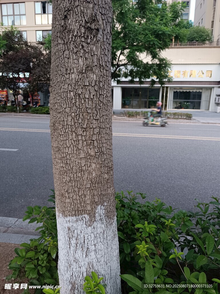 街边树干