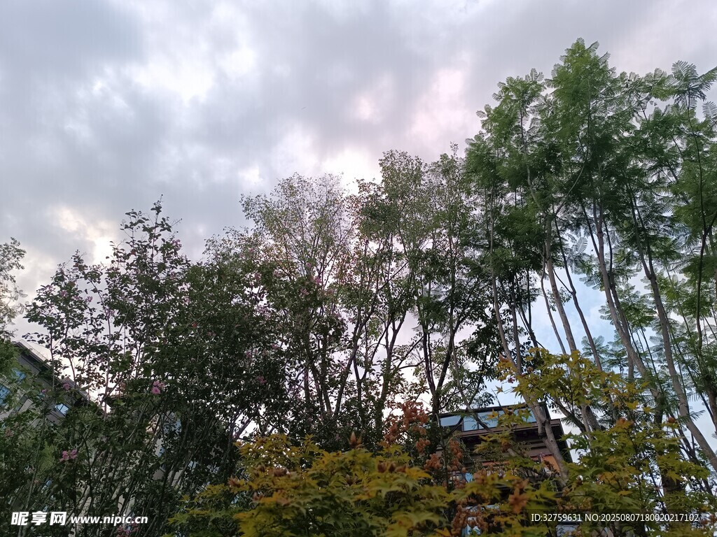 林间树梢与天空景致