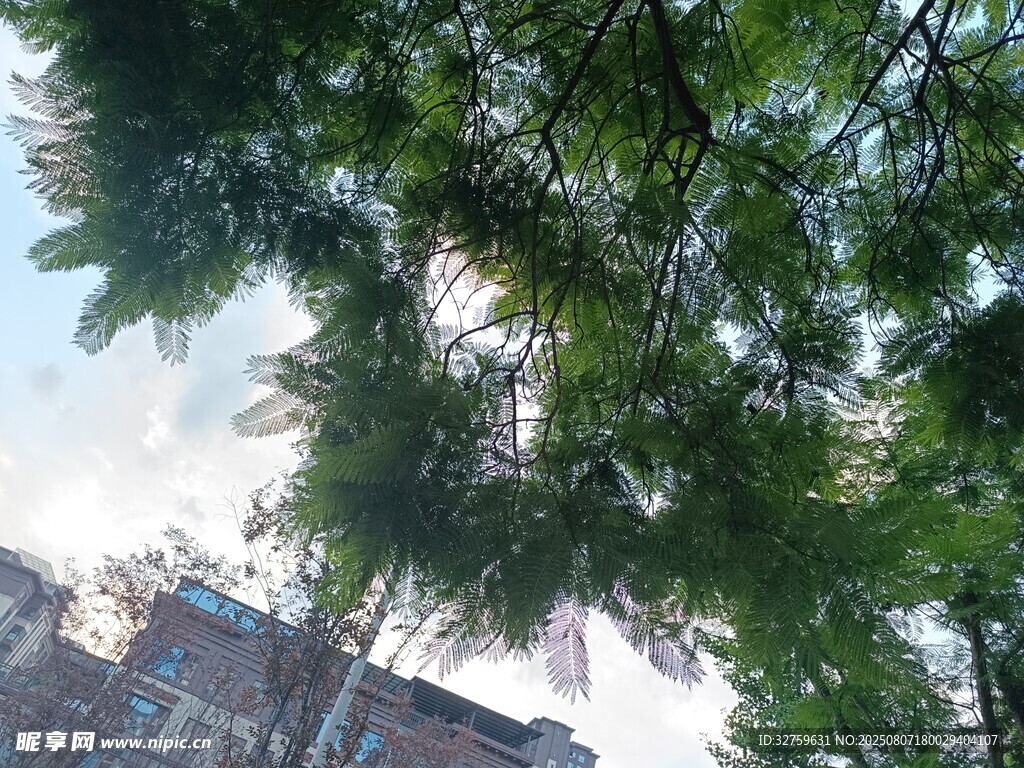 仰视繁茂绿树与背后建筑