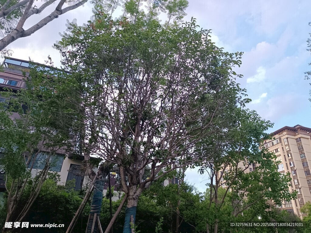 城市中葱郁树木与建筑
