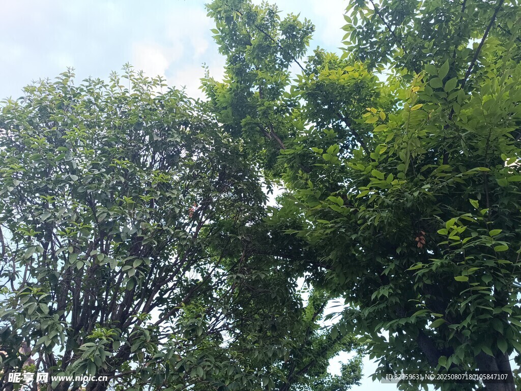 繁茂绿树