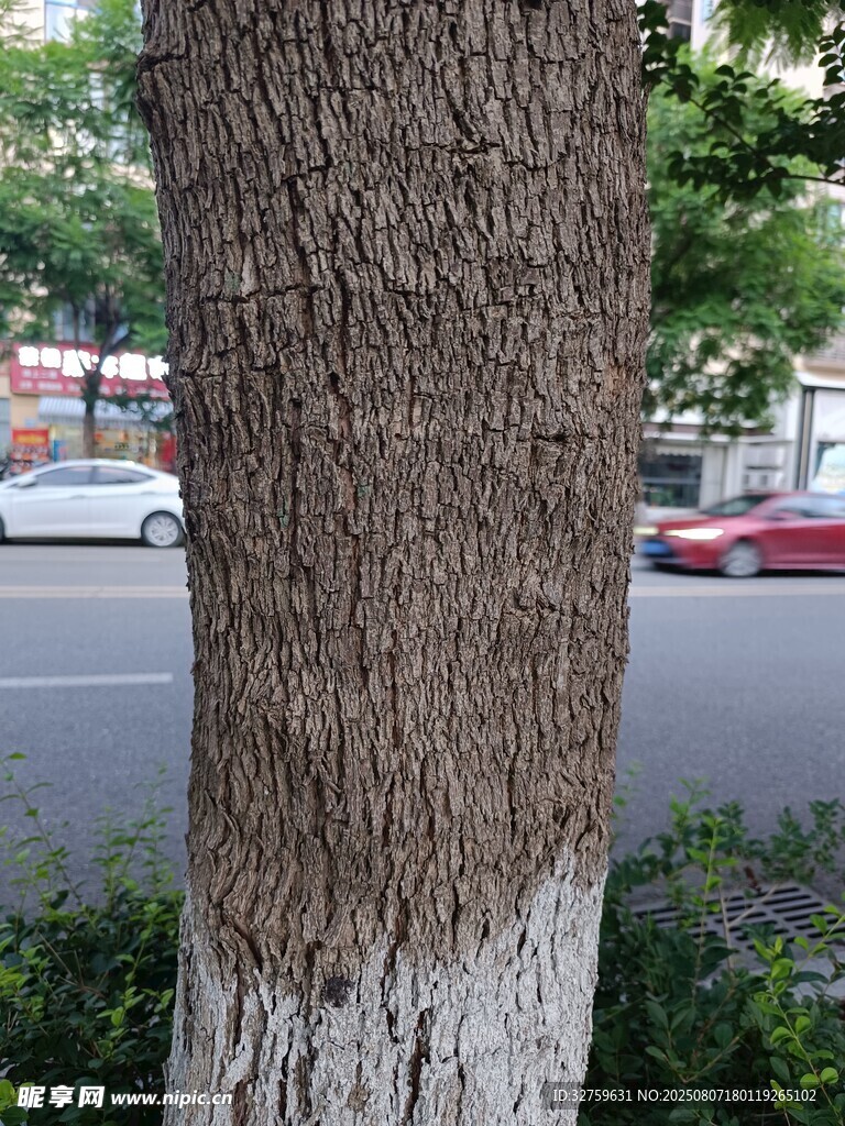 树干特写