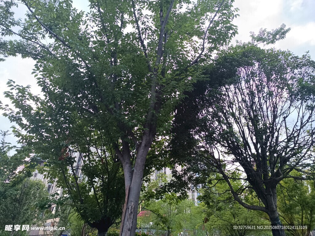 绿树成荫的户外景致