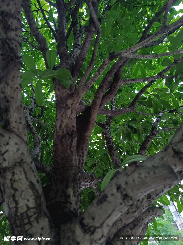 繁茂大树