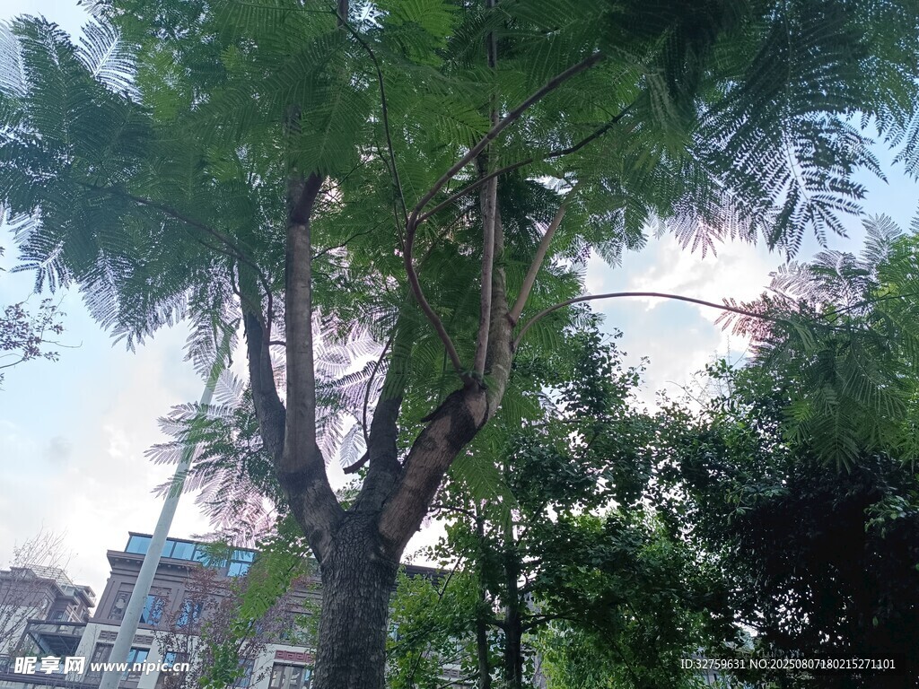 城市中高大的绿树景观
