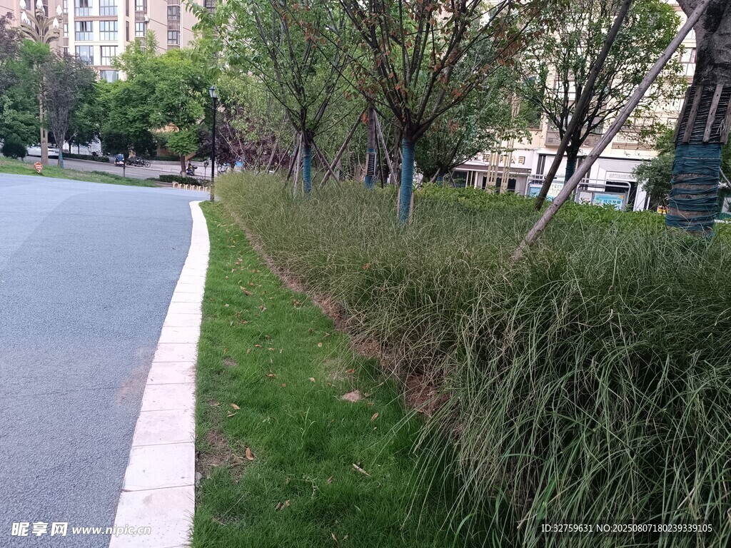 城市道路旁的绿植景观