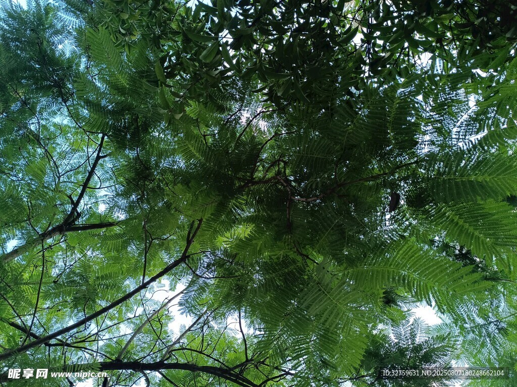 仰视茂密林间枝叶