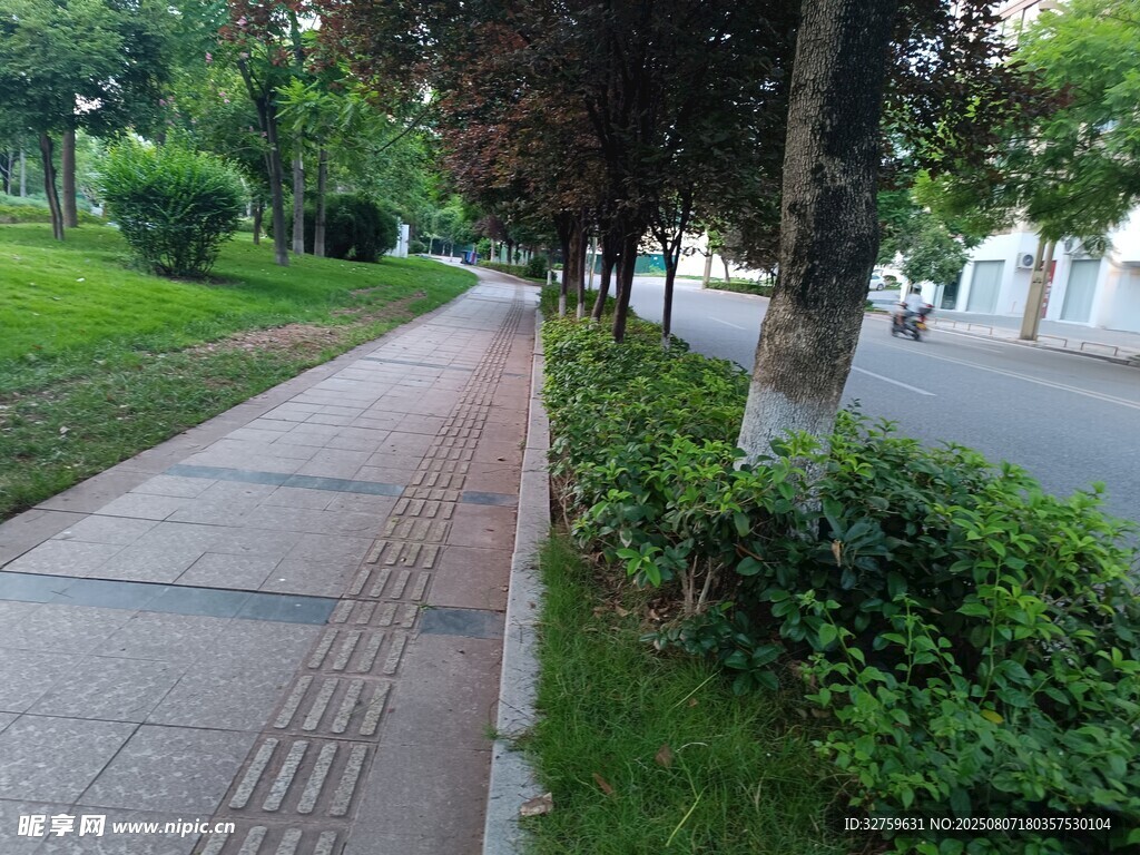 城市林荫步道景观