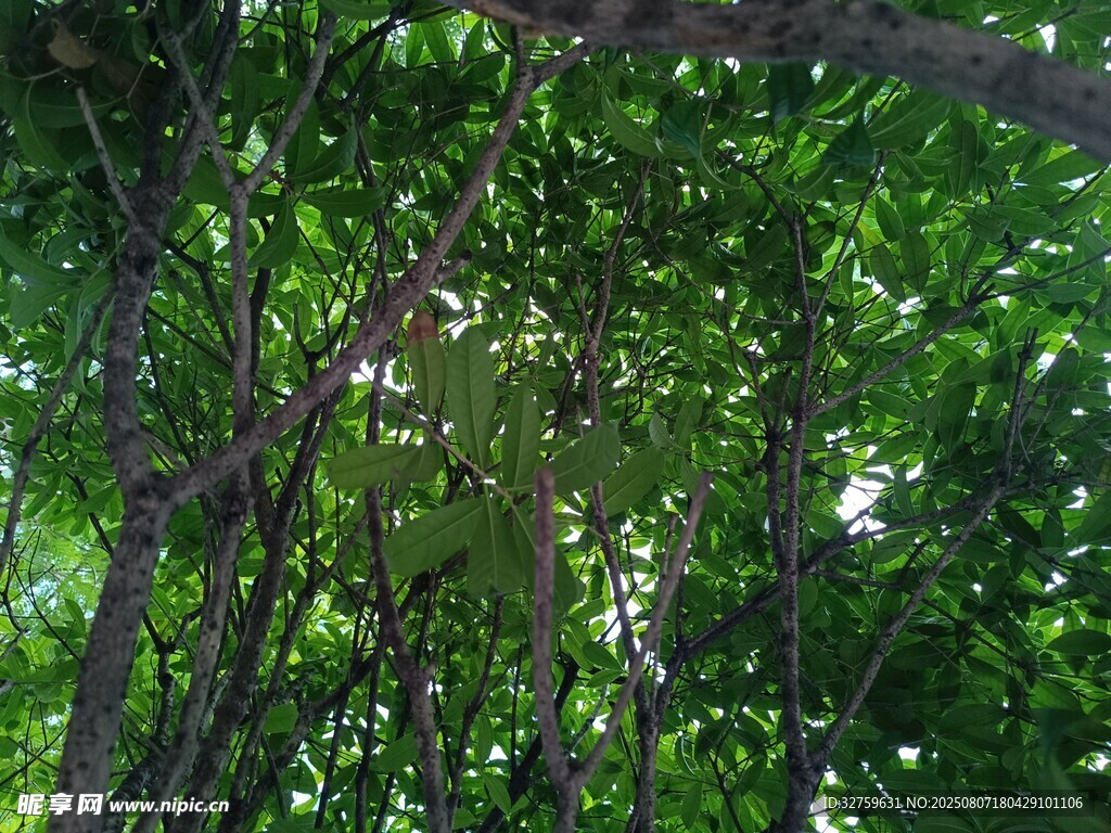 茂密绿荫下的繁茂树林