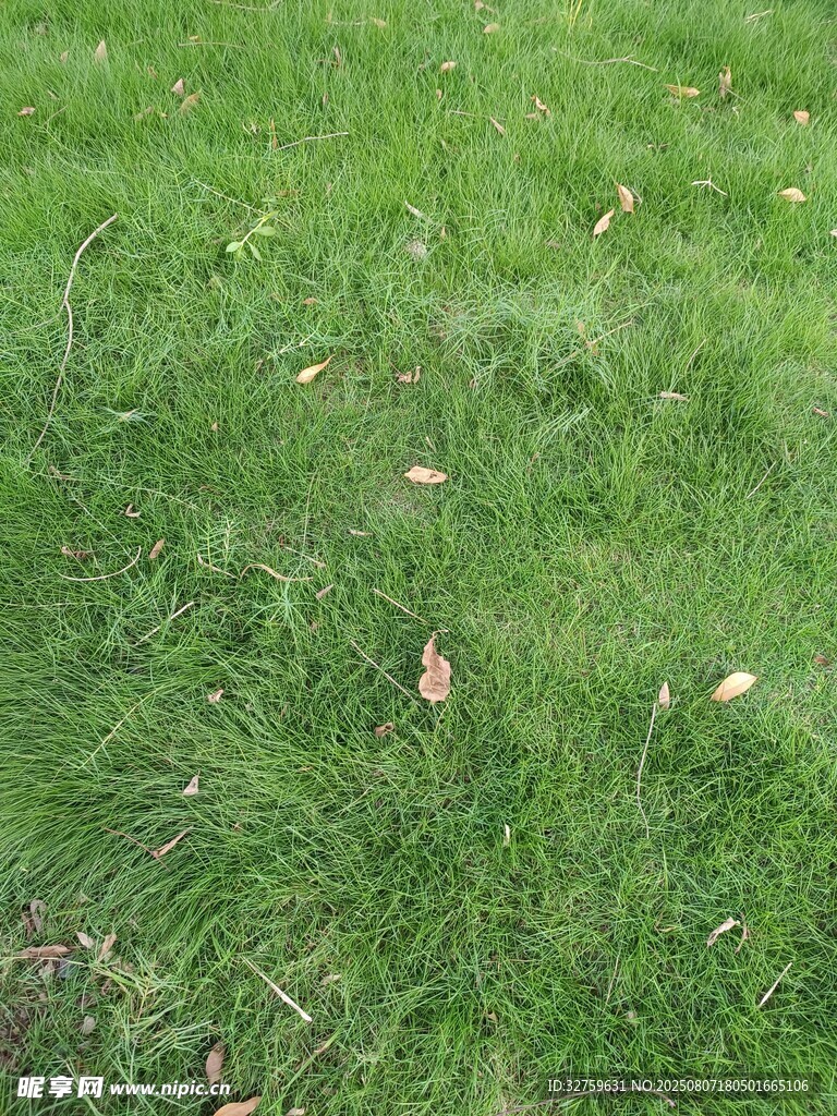 翠绿草地