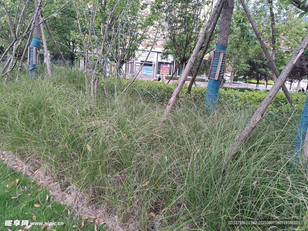 路边茂盛的草丛