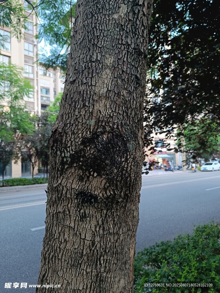 路边树干特写