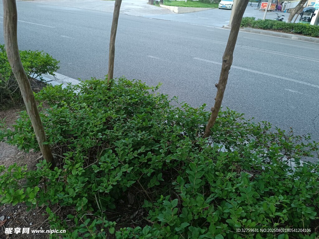 路边绿植景观