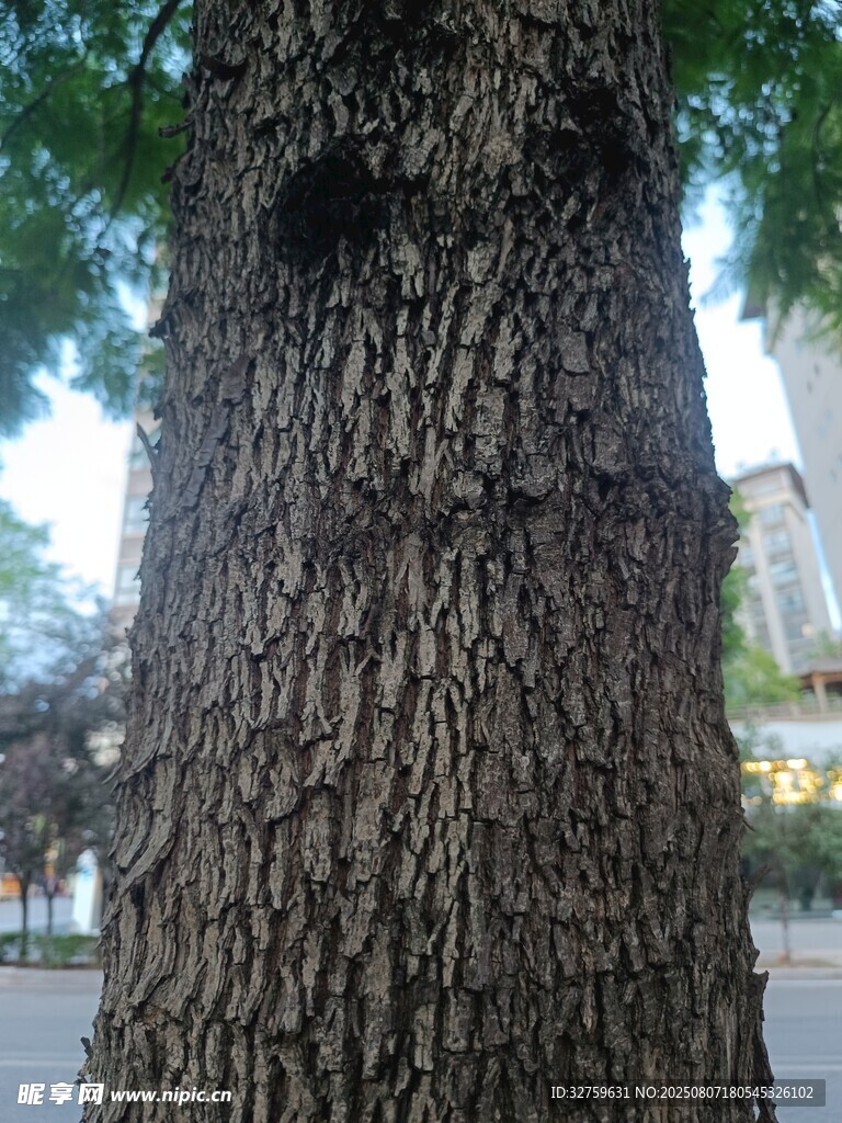 树干上奇特的树洞景观