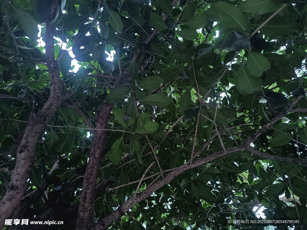 仰视繁茂树冠