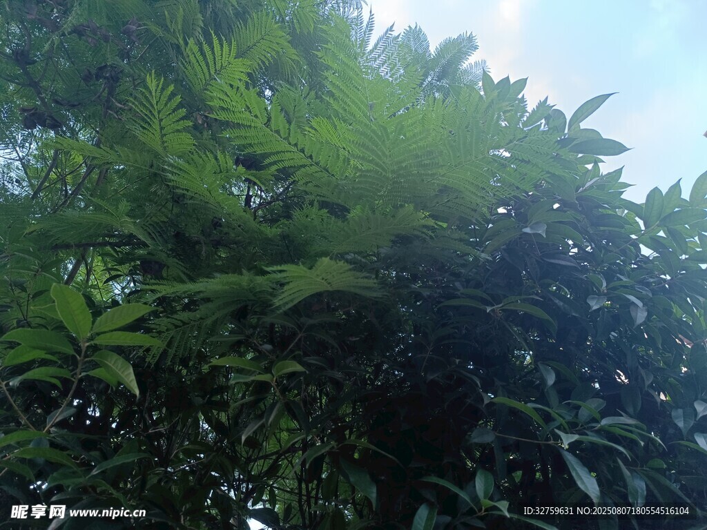 茂密绿植展现自然生机