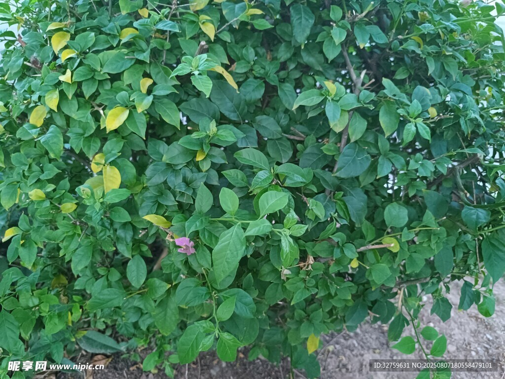 绿叶繁茂的绿色植物