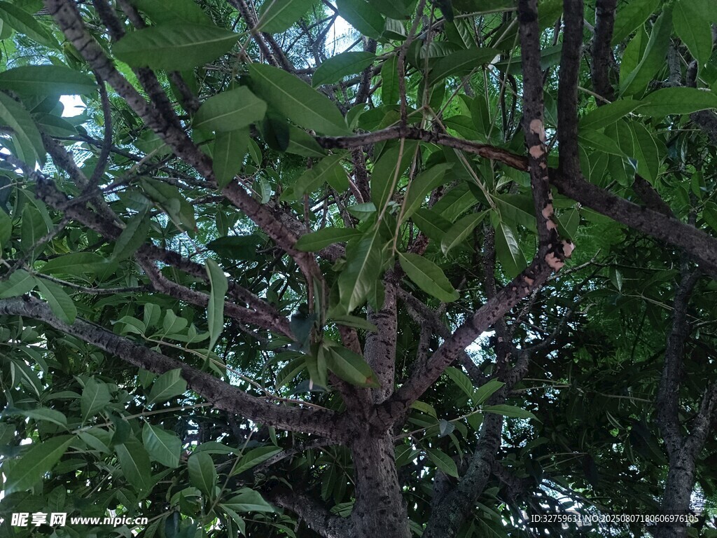 繁茂枝叶下的树干