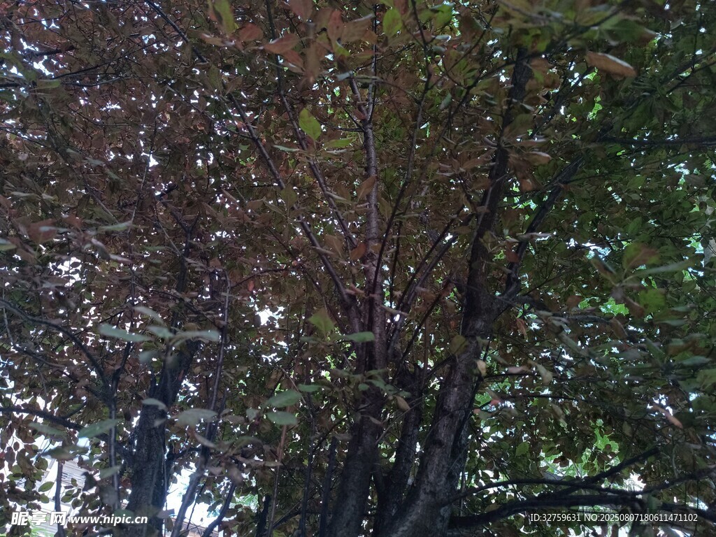 茂密树林中的多彩枝叶