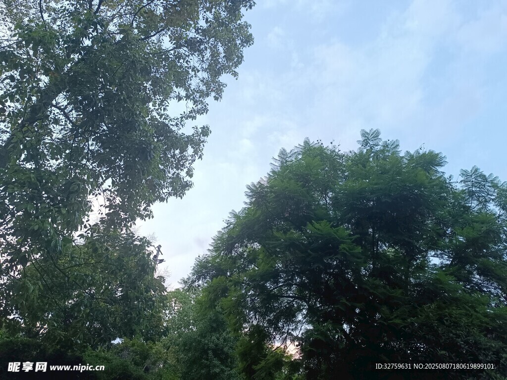 仰视葱郁树木与蓝天