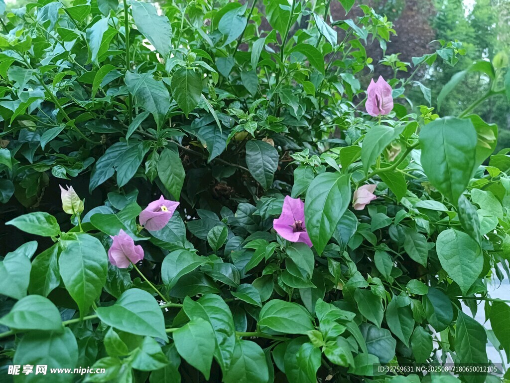 绿叶丛中的娇艳粉色花朵