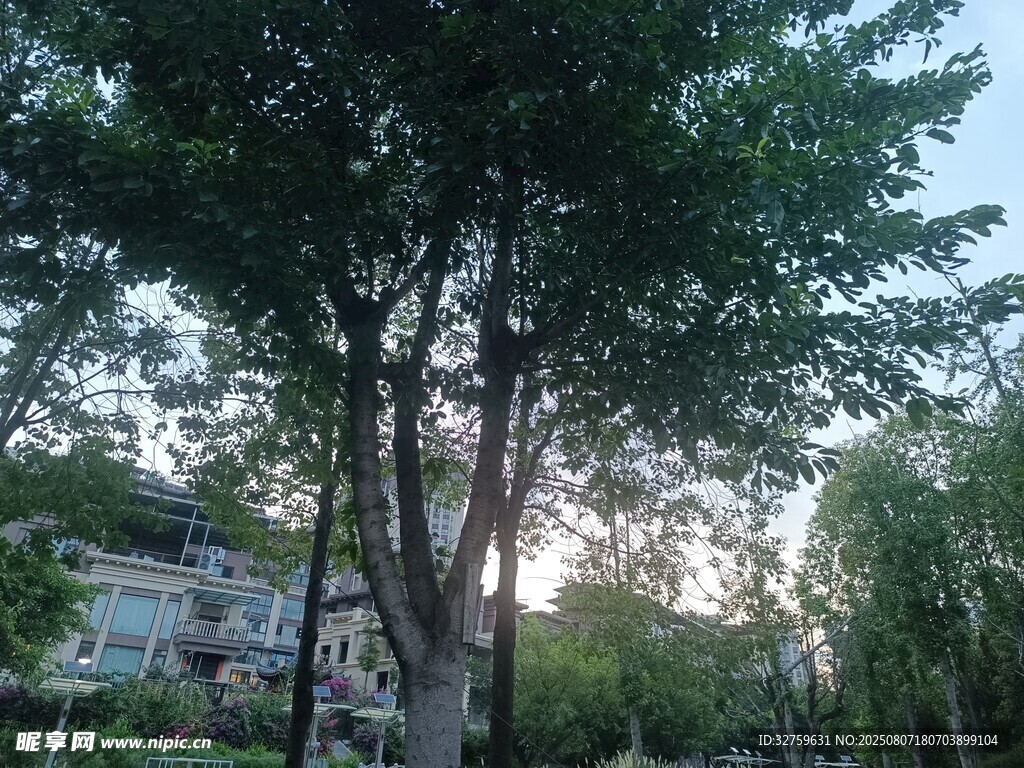 黄昏下的树木与远处建筑