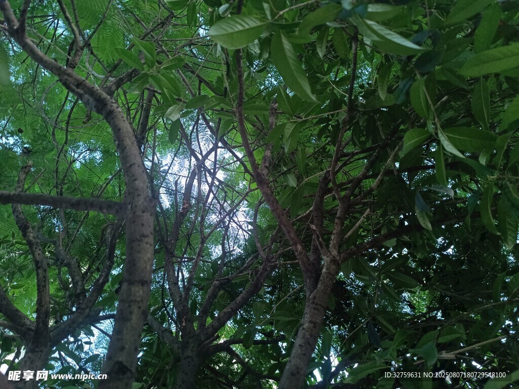 茂密枝叶中的林间景致