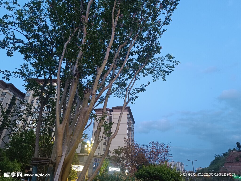 黄昏下的树木与建筑景观